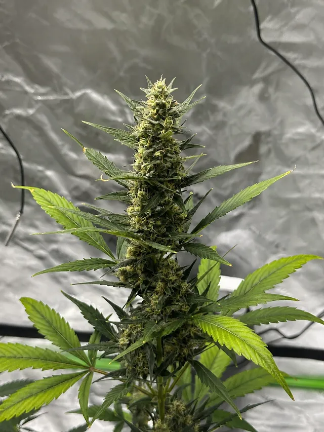 Young flowers forming among healthy green leaves inside a grow tent